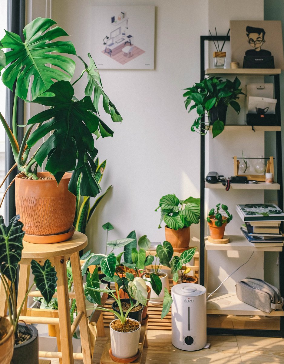 Green Potted Plants 